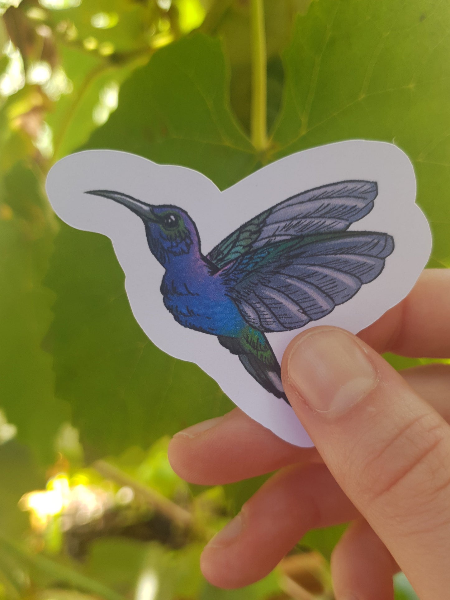 Sapphire Hummingbird sticker