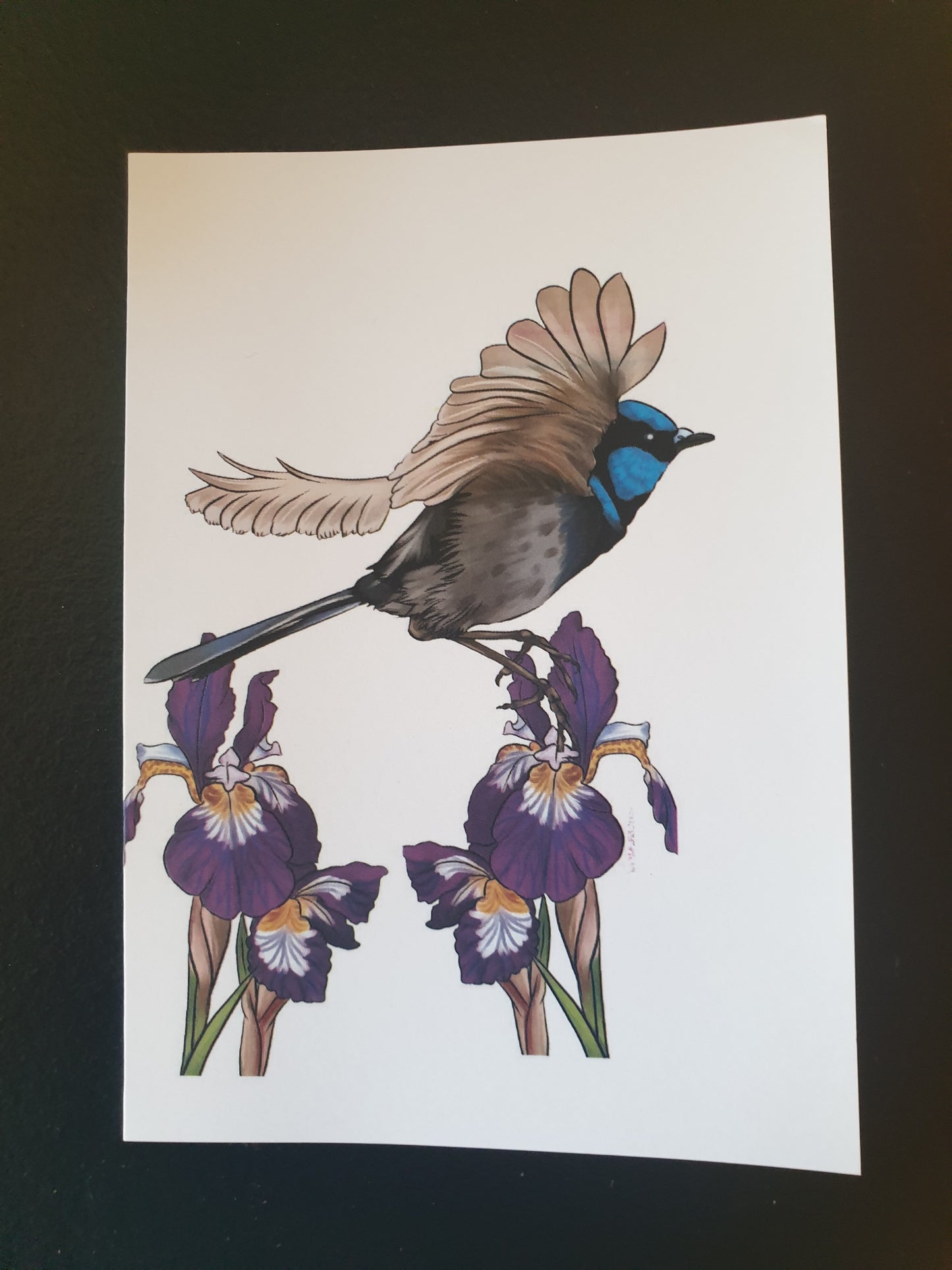 Superb Fairy Wren + Irises greeting card